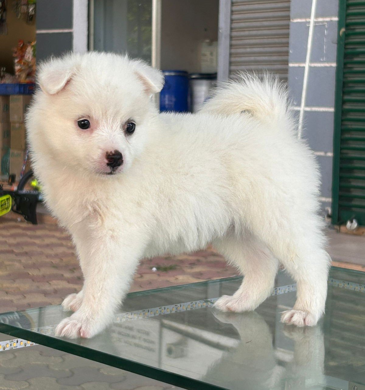 Buy Male Pomeranian Puppy from Ahmedabad
